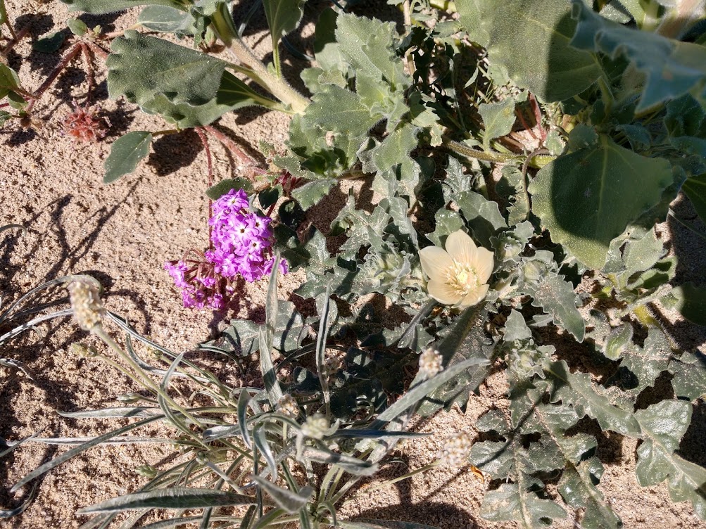 Blazing Star